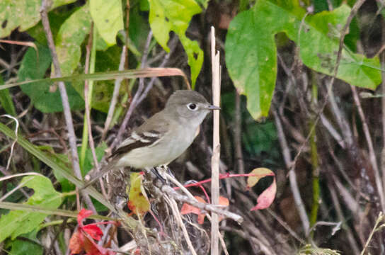 Empidonax minimus (Baird, WM, Baird & SF 1843)的圖片