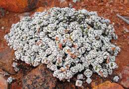 Image of Crassula corallina subsp. macrorrhiza Tölken