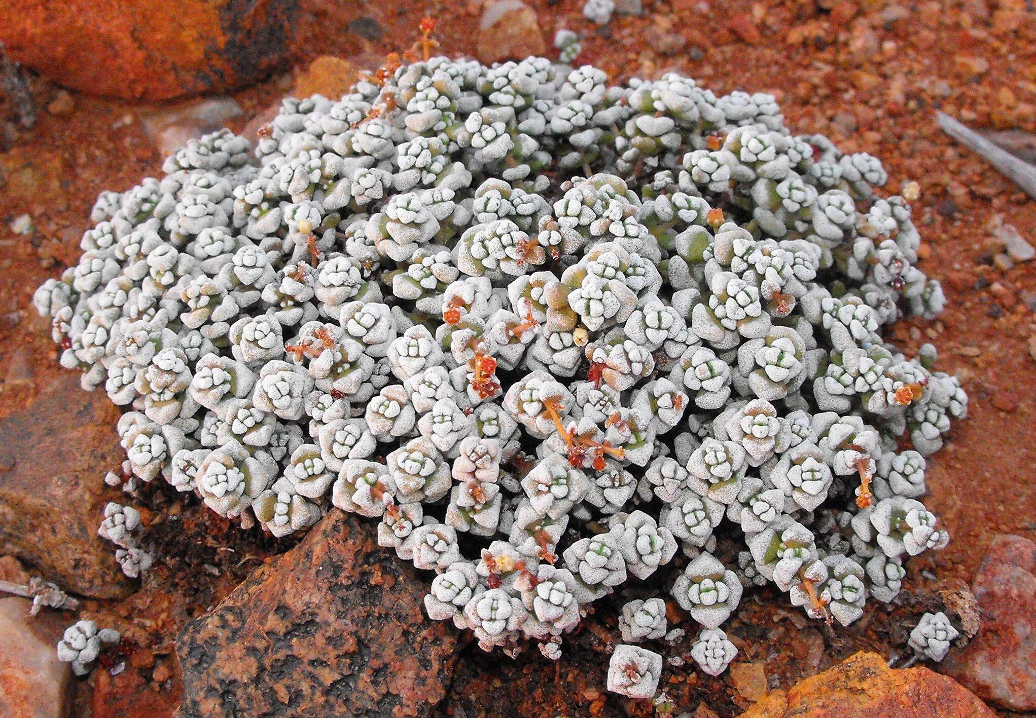 Image of Crassula corallina subsp. macrorrhiza Tölken