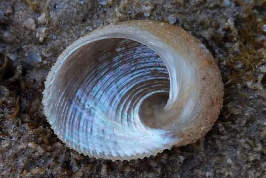 Image of rounded false ear shell