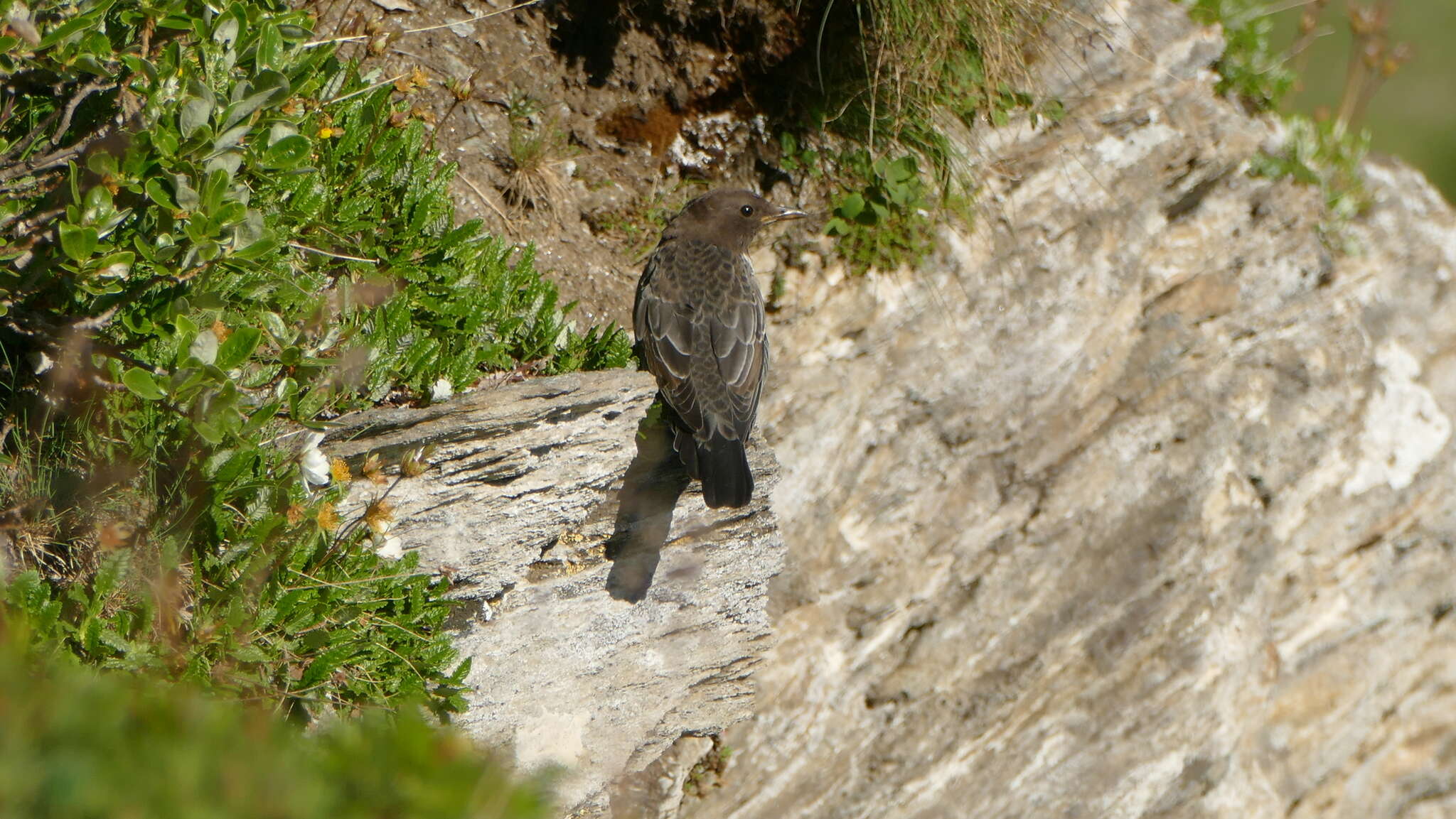 Image of Ring Ouzel