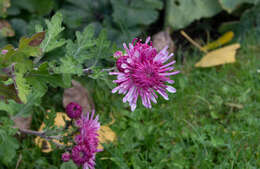 Image of florist's daisy