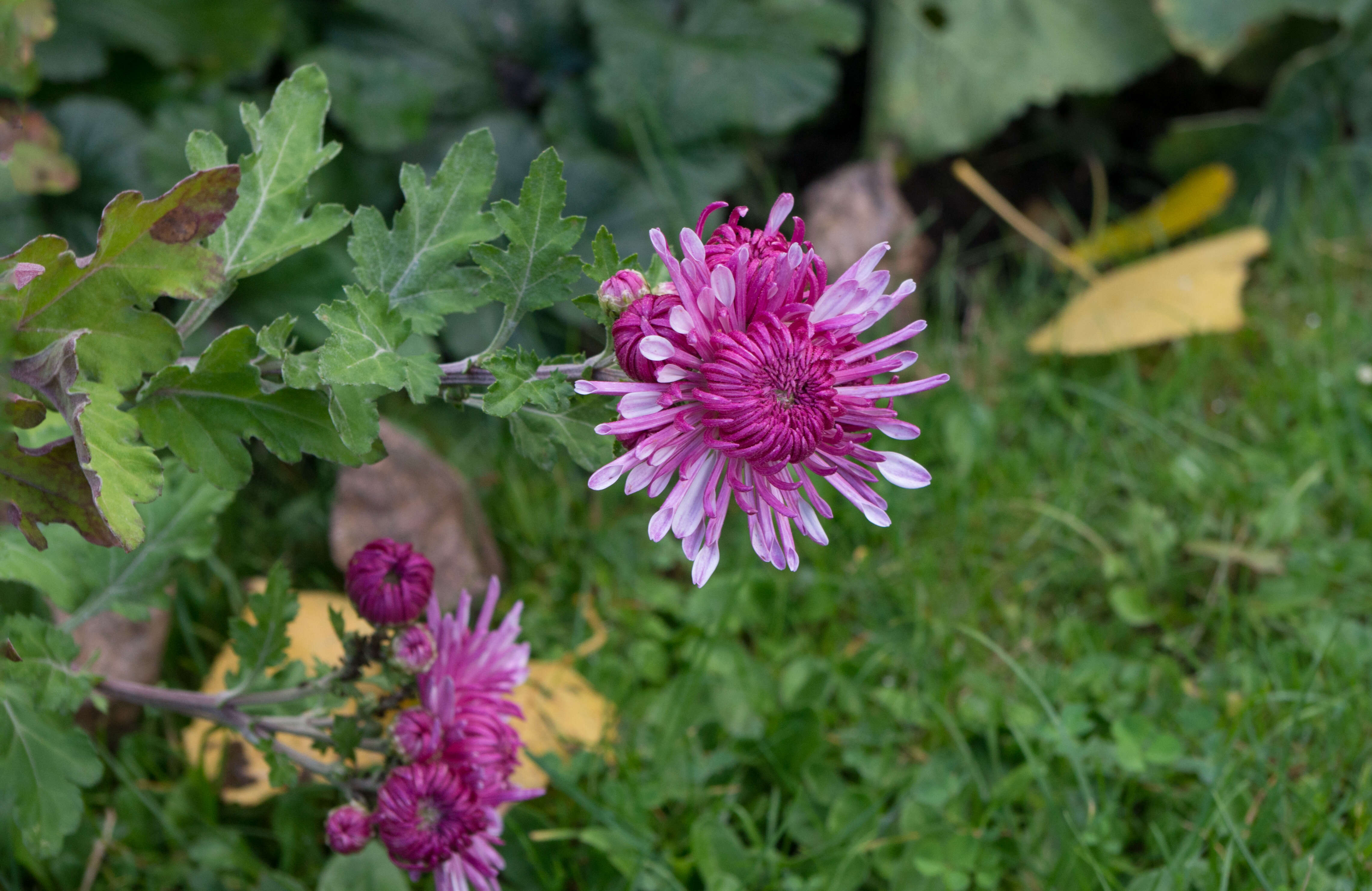 Image of florist's daisy