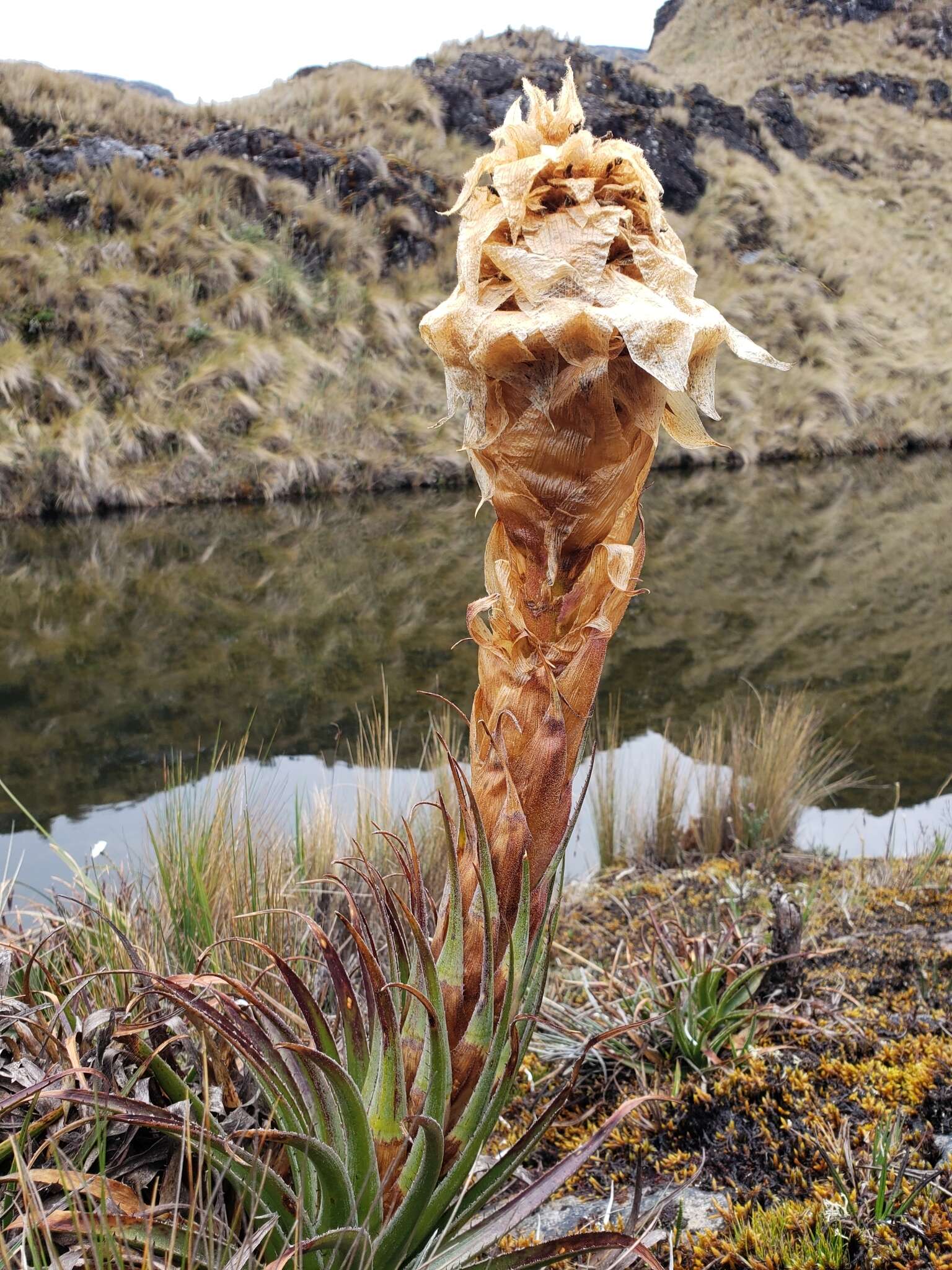 Puya cajasensis Manzan. & W. Till的圖片