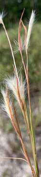 Image of Long-Beard Bluestem