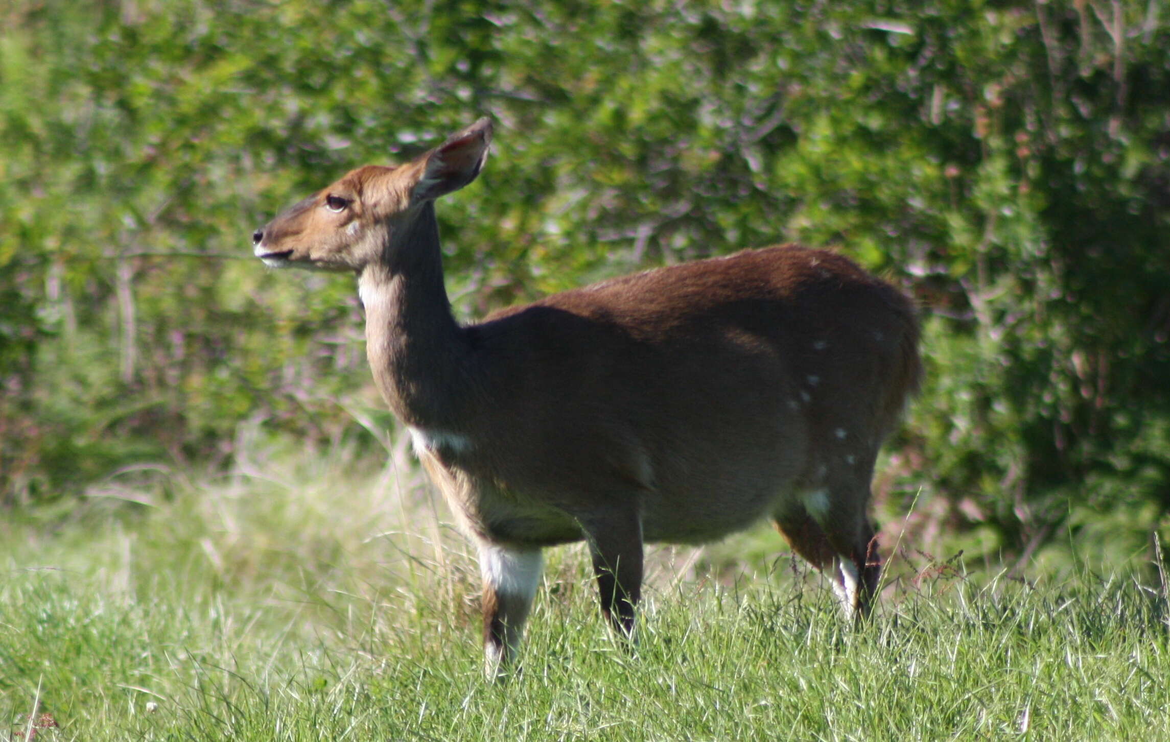 Image of Bushbuck