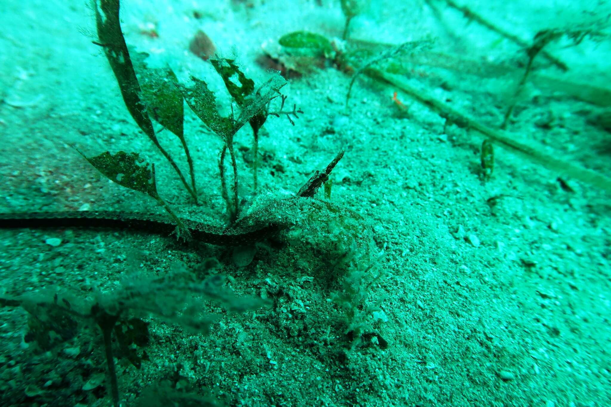 Image of Mother-of-pearl pipefish