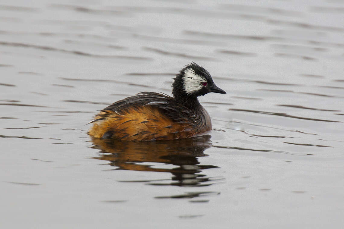 Image of grebes