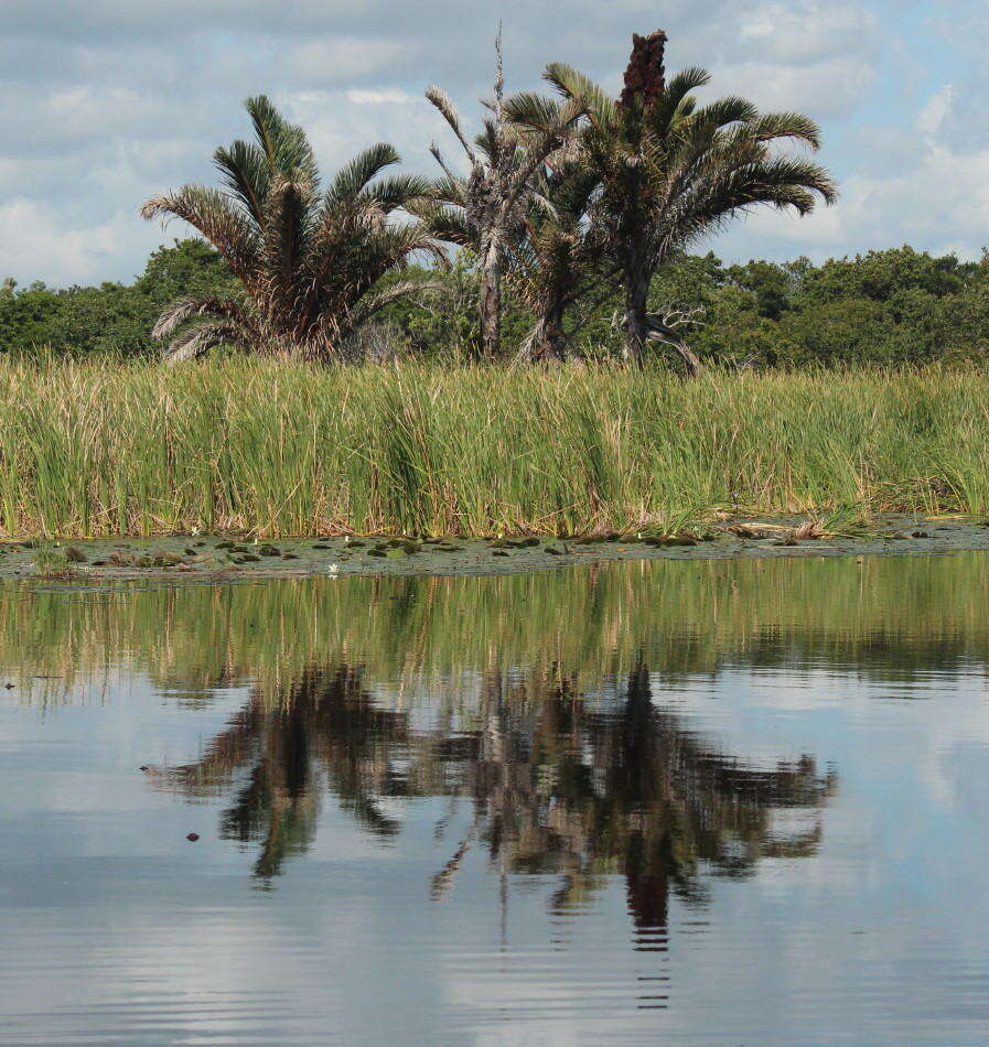 Image of Giant Palm