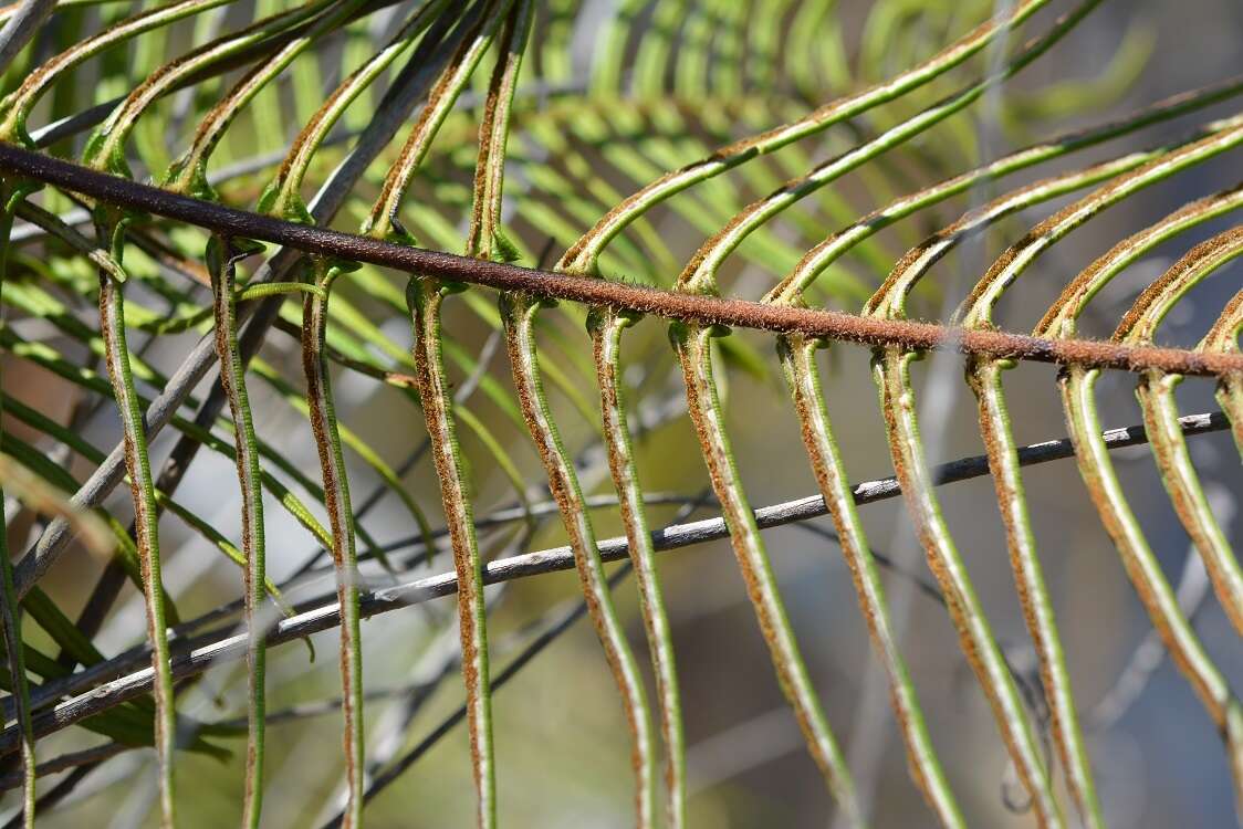 Image of Long-Leaf Brake