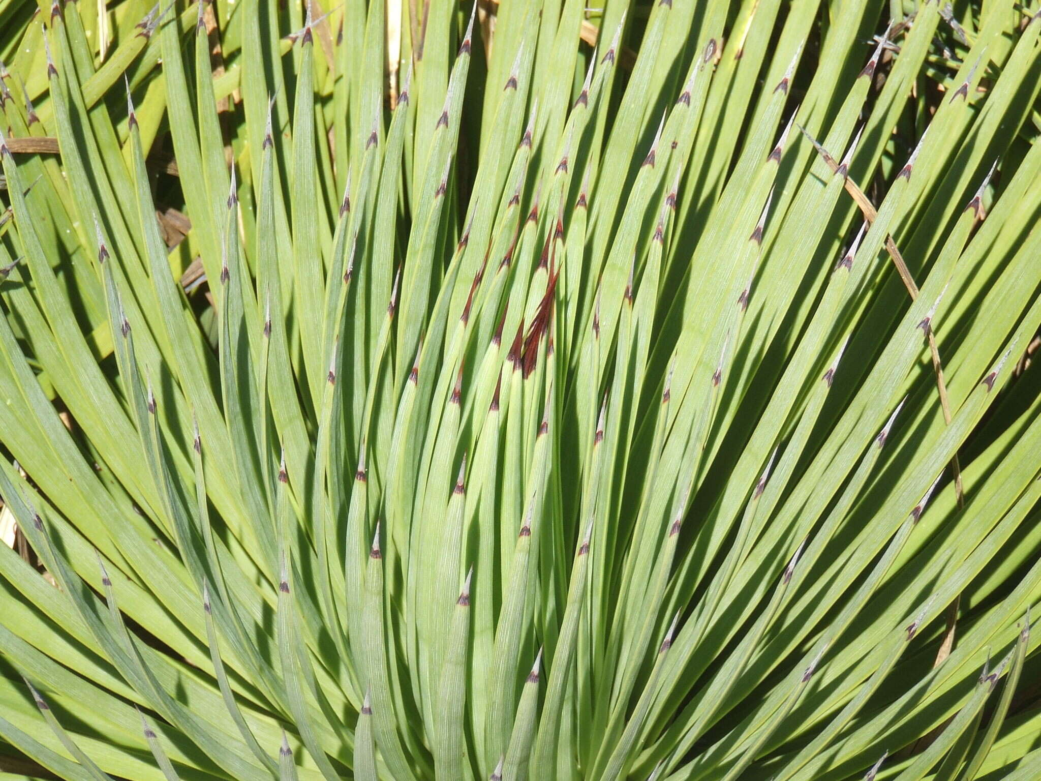 Image of Hedgehog Agave