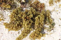 Слика од Sargassum polyceratium