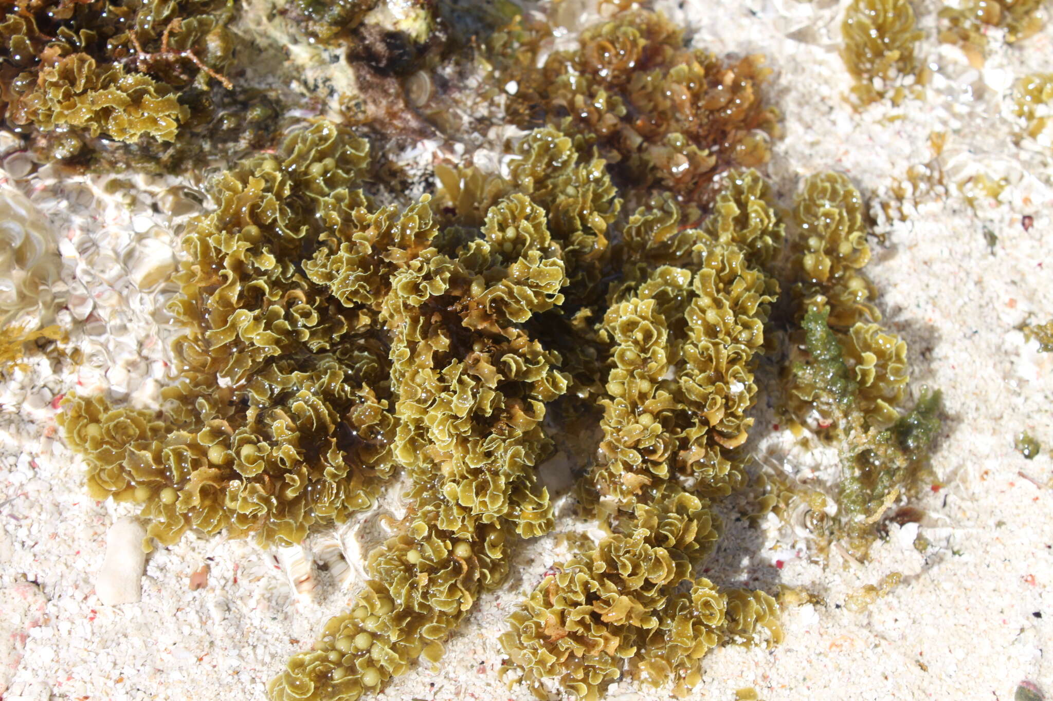 Image of Sargassum polyceratium