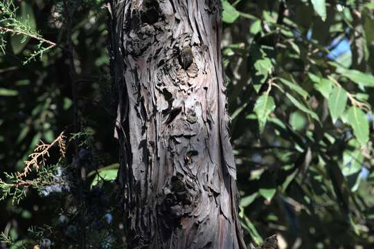 Image of Himalayan Cypress