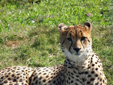 Image of Namibian cheetah