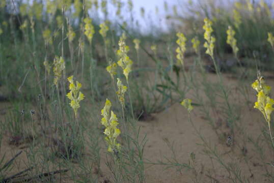 Image of Linaria incompleta Kuprian.