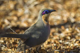 Image of Coua Schinz 1821