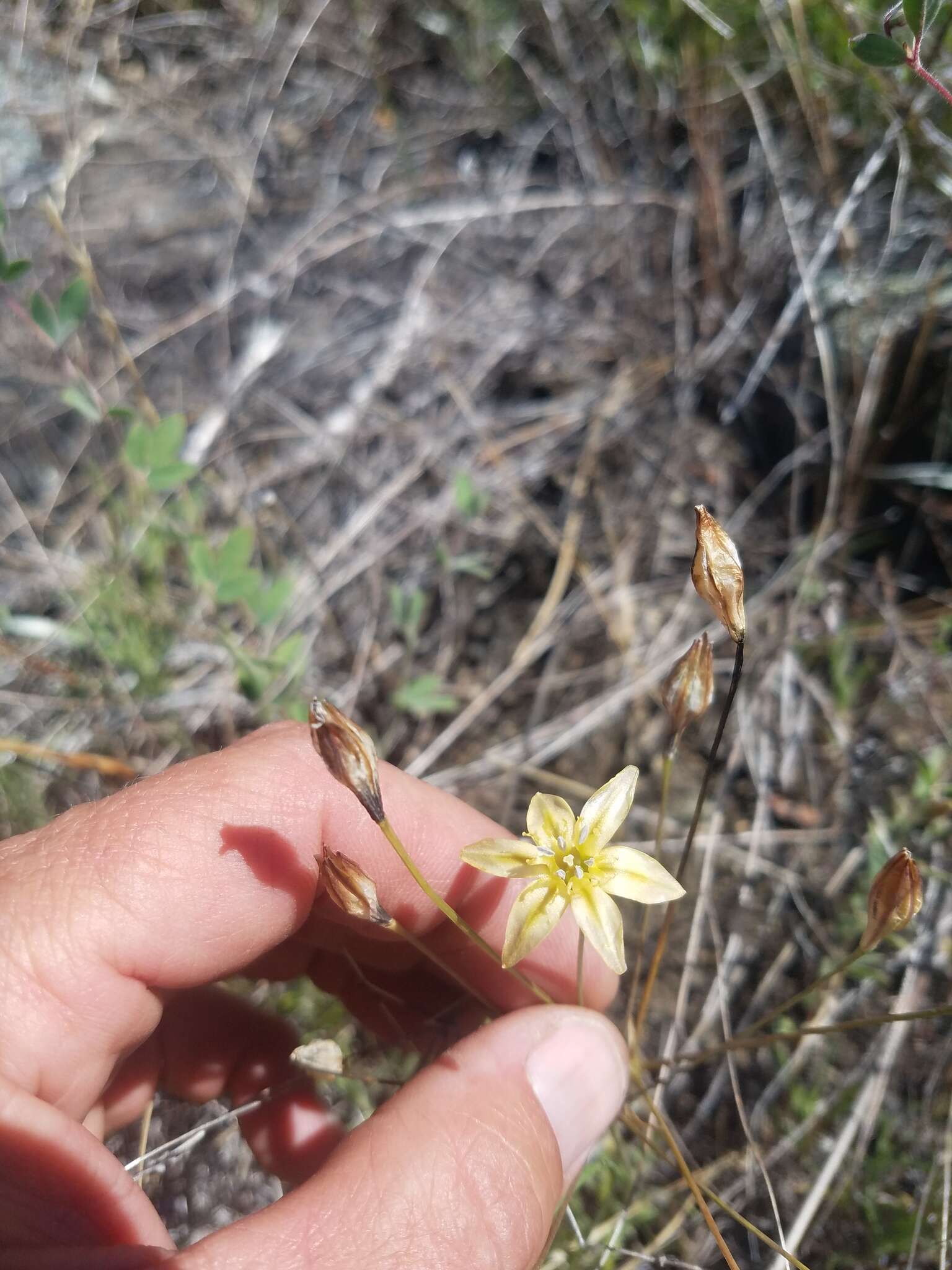 Sivun Triteleia ixioides subsp. cookii (Hoover) L. W. Lenz kuva