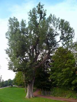 Image of Black Poplar