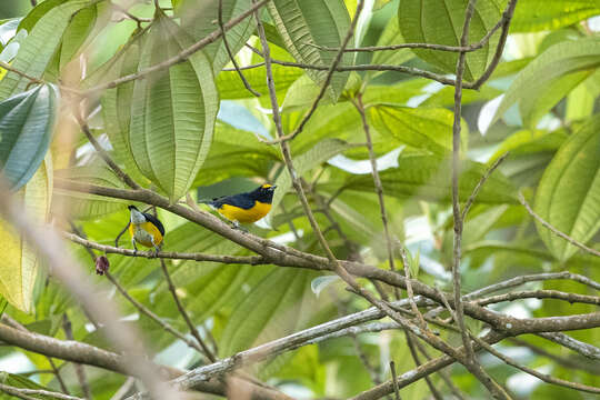 Euphonia minuta Cabanis 1849的圖片