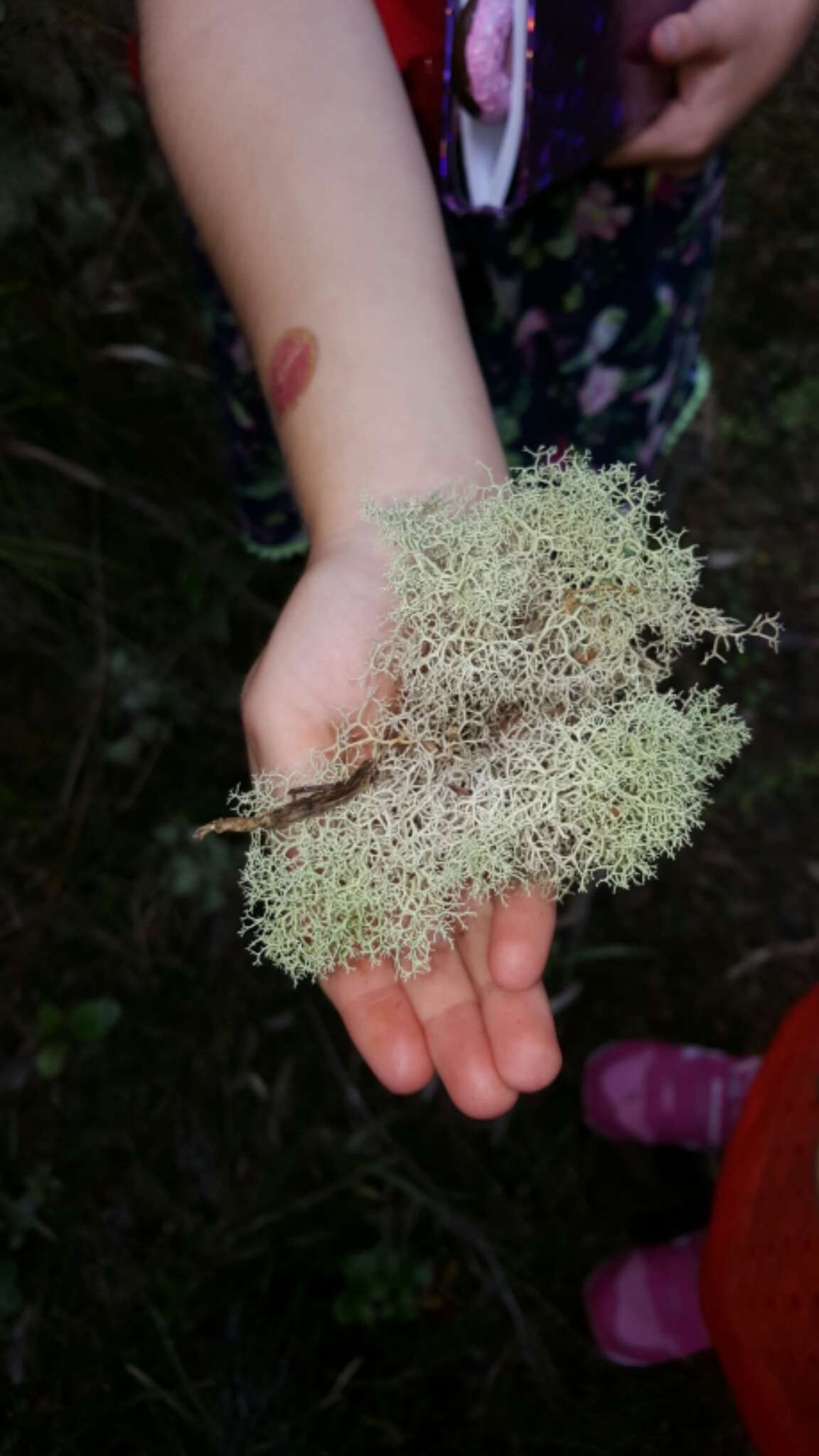 Image of Cladonia confusa f. confusa R. Sant.