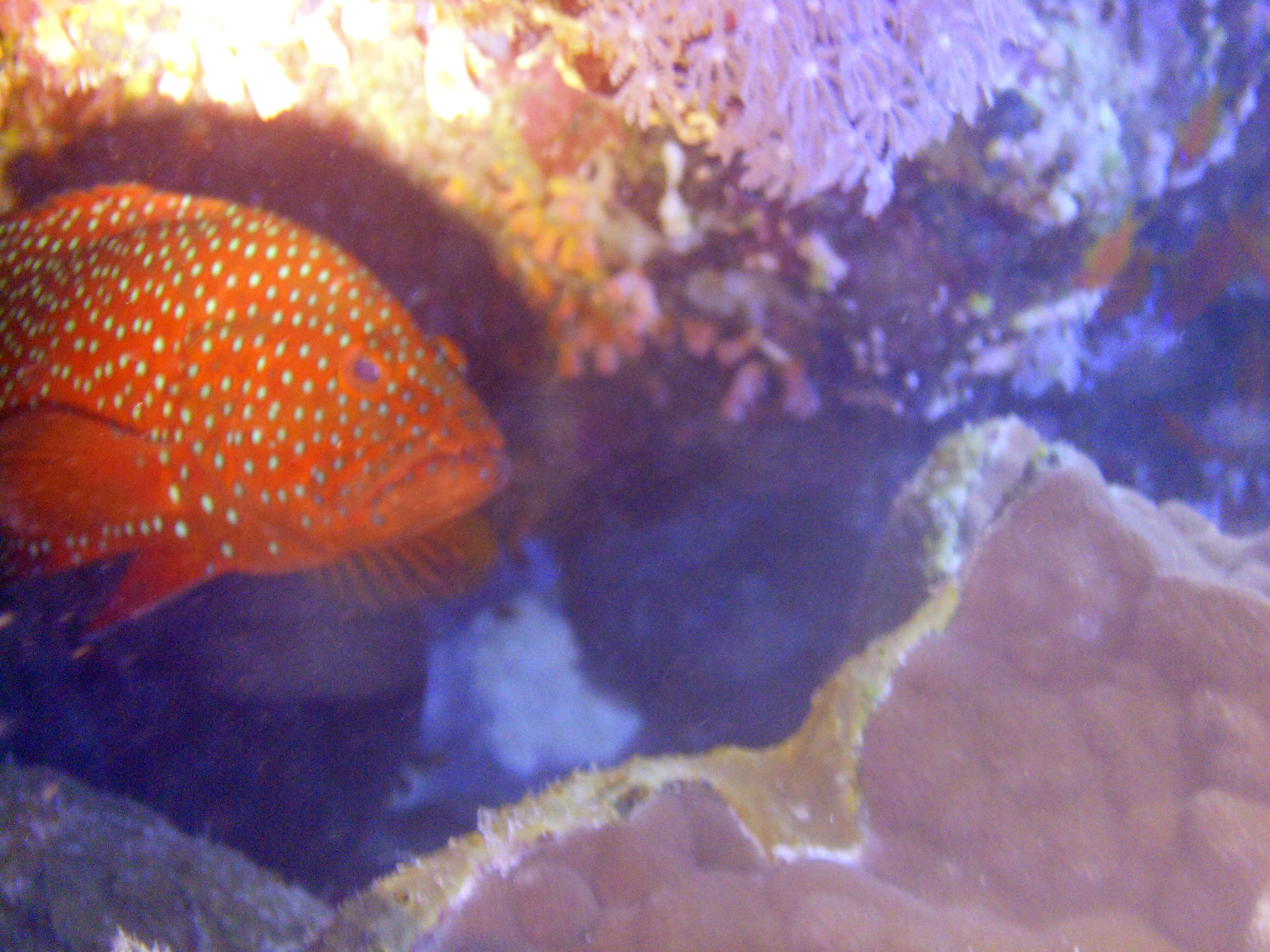 Image of Coral Hind