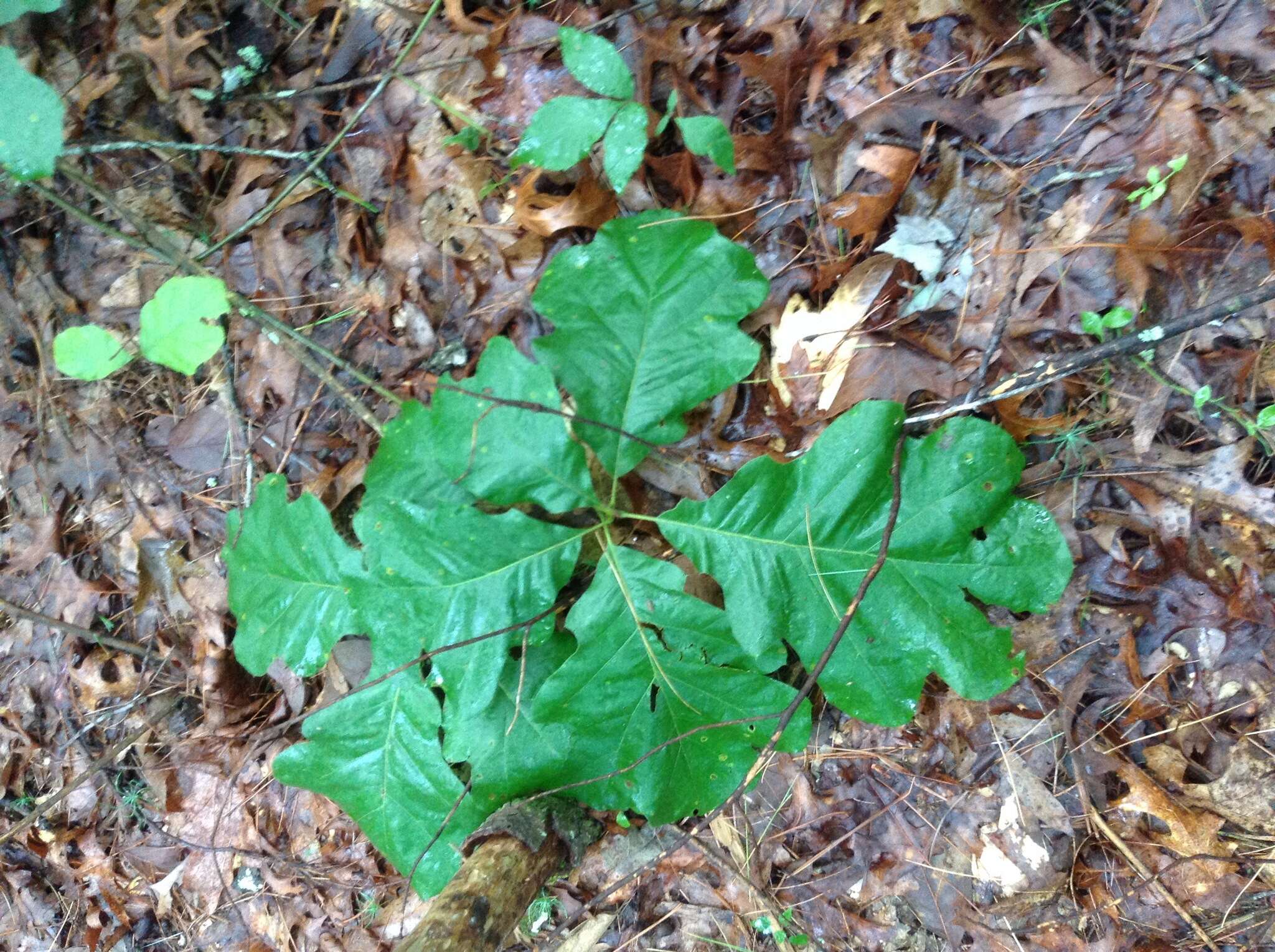 Quercus velutina Lam. resmi