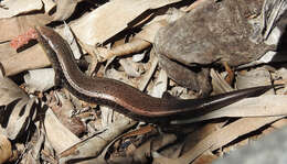 Image of Chalcides sexlineatus bistriatus Steindachner 1891