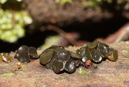 Image of Claussenomyces australis G. W. Beaton 1978