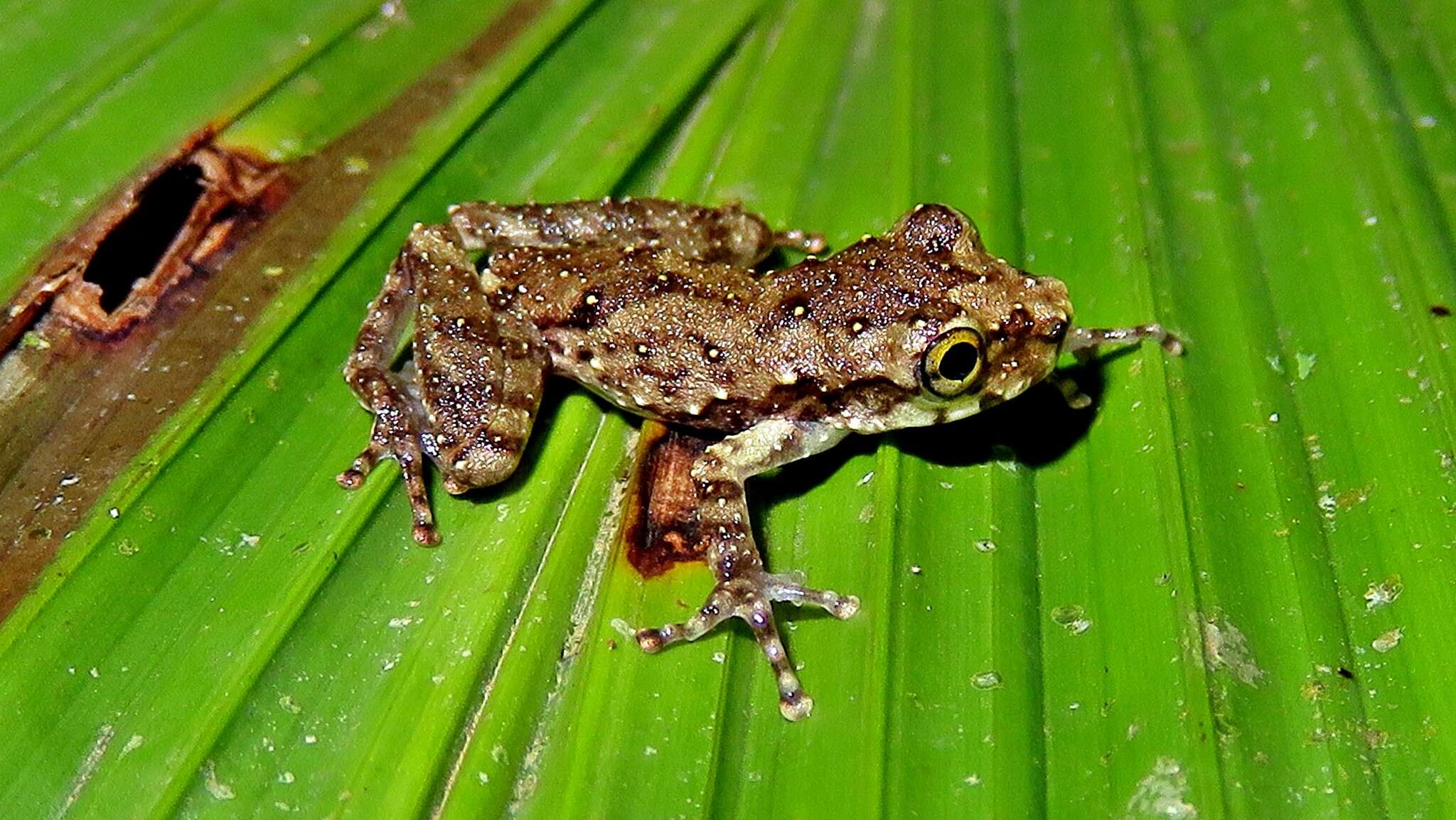 Plancia ëd Ololygon perpusilla (Lutz & Lutz 1939)