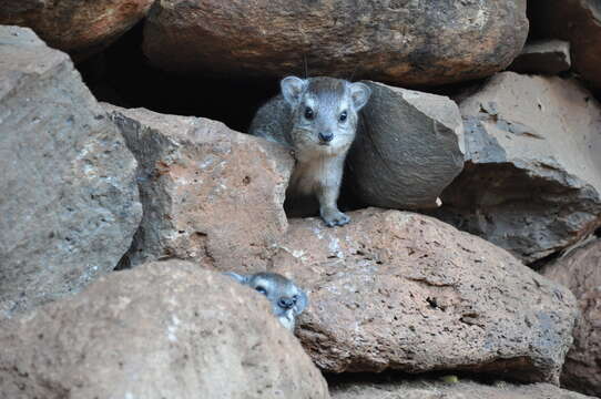 Слика од Heterohyrax Gray 1868