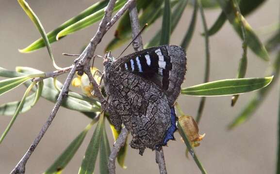 Image of satin azure