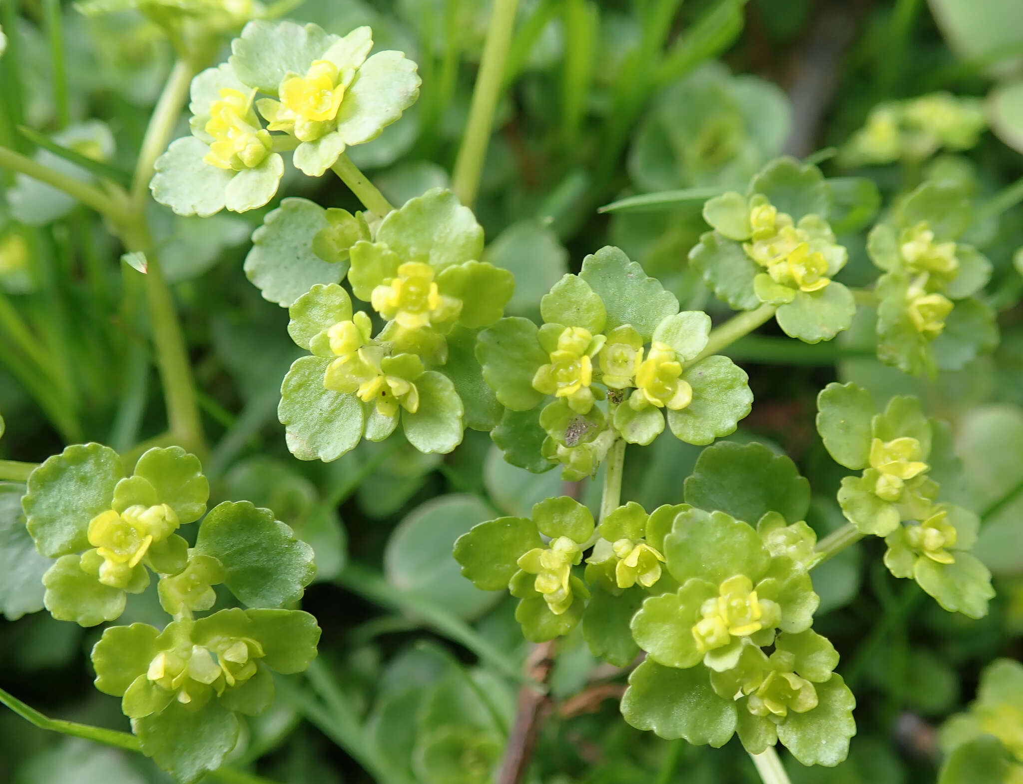 Image of Opposite-leaved Golden Saxifrage