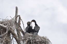 Image of White-breasted Cormorant