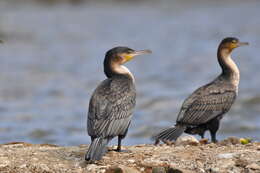 Image of White-breasted Cormorant