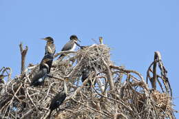 Image of White-breasted Cormorant