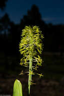 Image of Malaxis elliptica A. Rich. & Galeotti