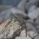 Image of Jeremie Curlytail Lizard