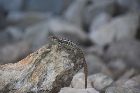 Image of Jeremie Curlytail Lizard