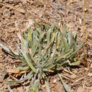 Image of Chaetanthera chilensis (Willd.) DC.