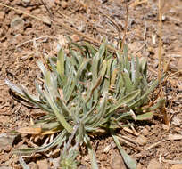 Image of Chaetanthera chilensis (Willd.) DC.