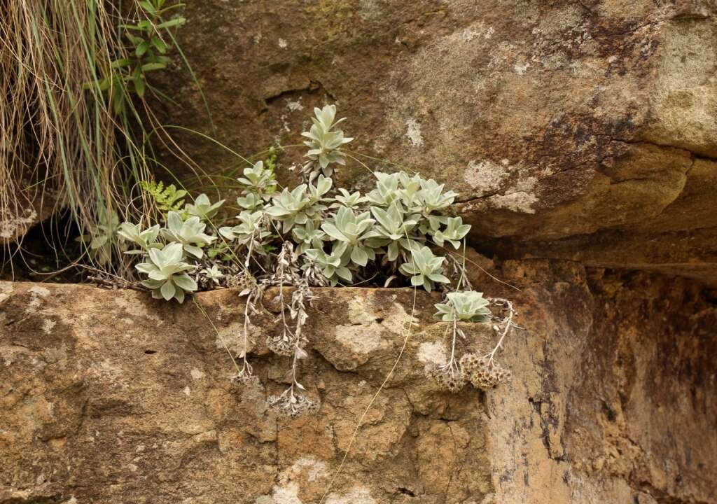 Слика од Helichrysum sutherlandii Harv.