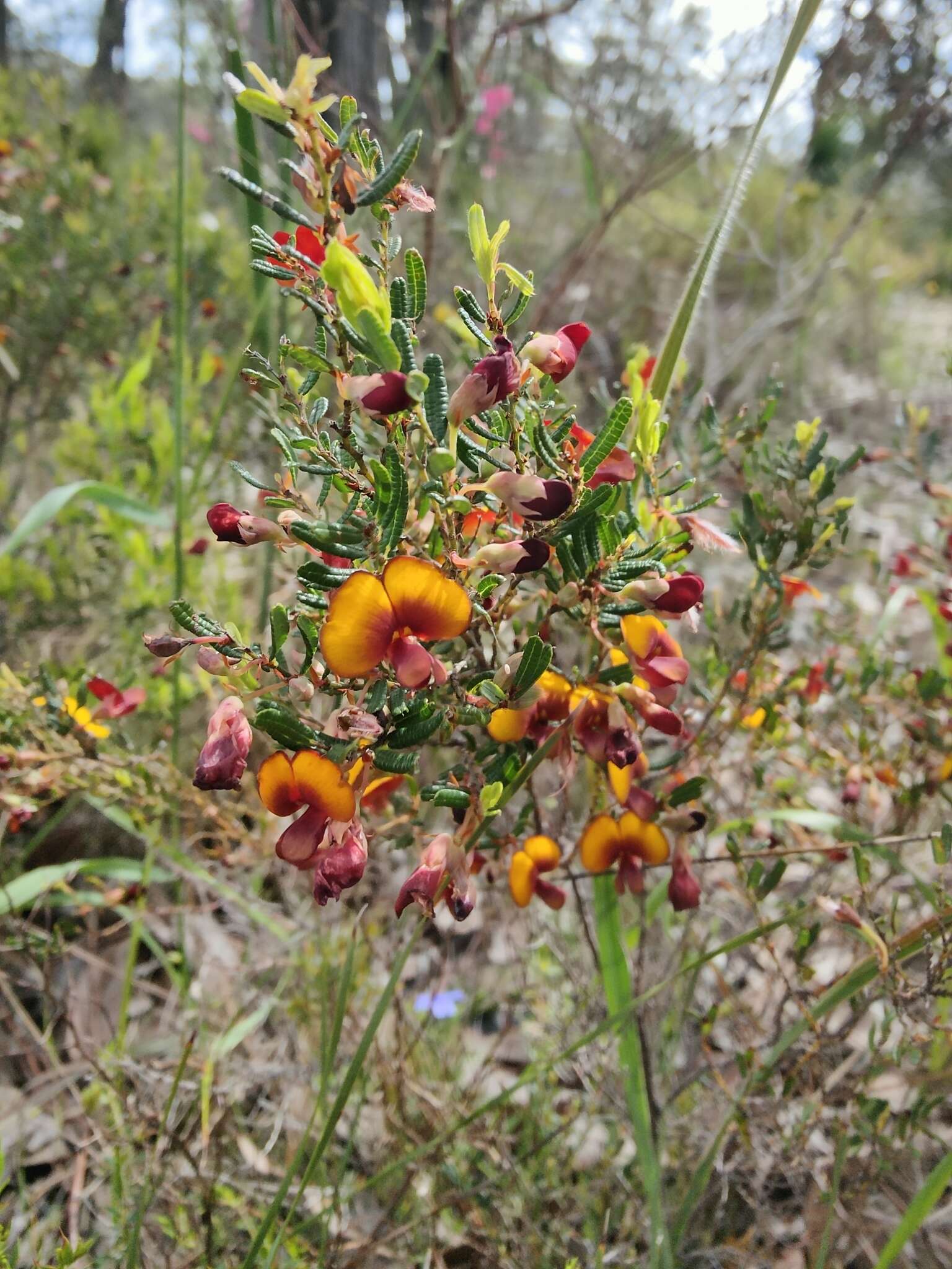 Plancia ëd Bossiaea eriocarpa Benth.