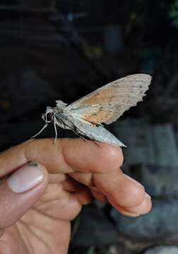 Image of Cramer's Sphinx Moth