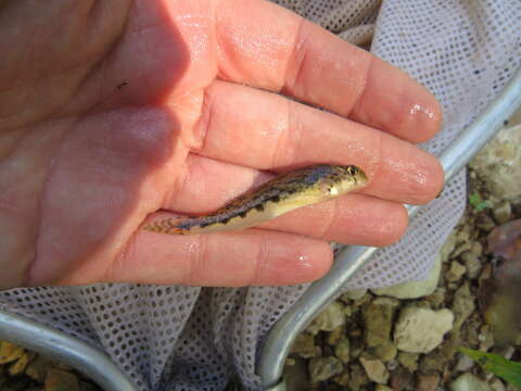 صورة Etheostoma duryi Henshall 1889