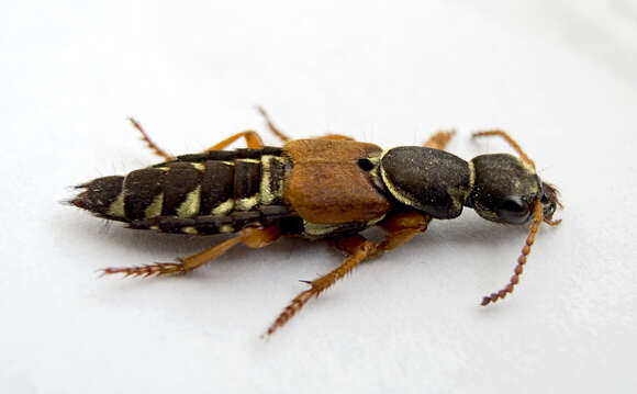 Image of Imperial rove beetle