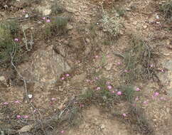 Image of Dianthus basuticus subsp. fourcadei Hooper