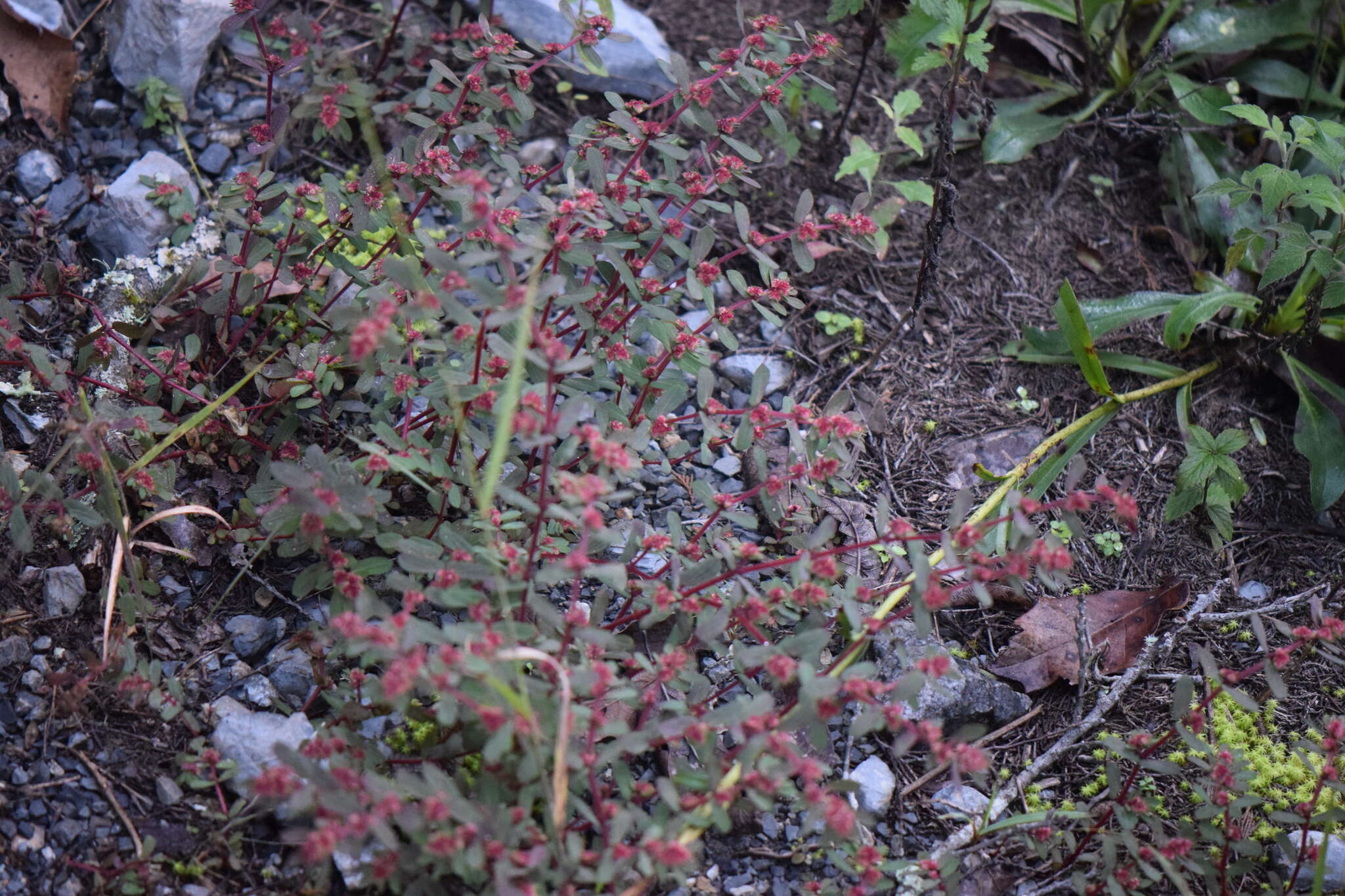 Euphorbia densiflora (Klotzsch) Klotzsch的圖片