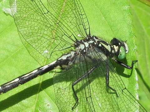 Image of Trigomphus citimus (Needham 1931)