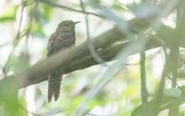 Image of Plaintive Cuckoo